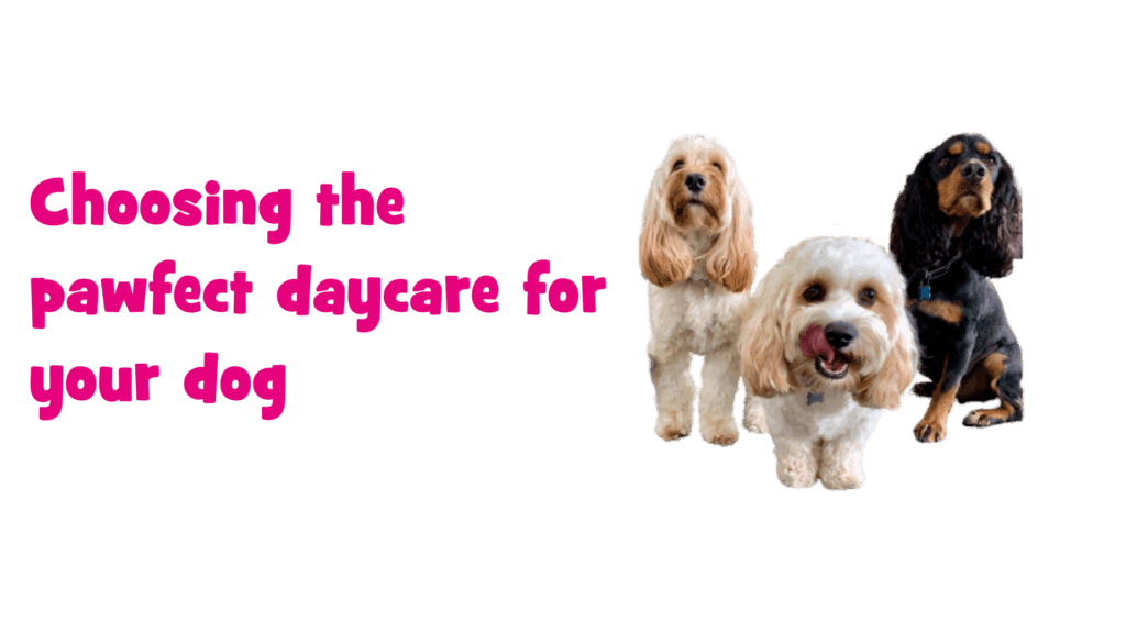 All about your hot sale dog day care