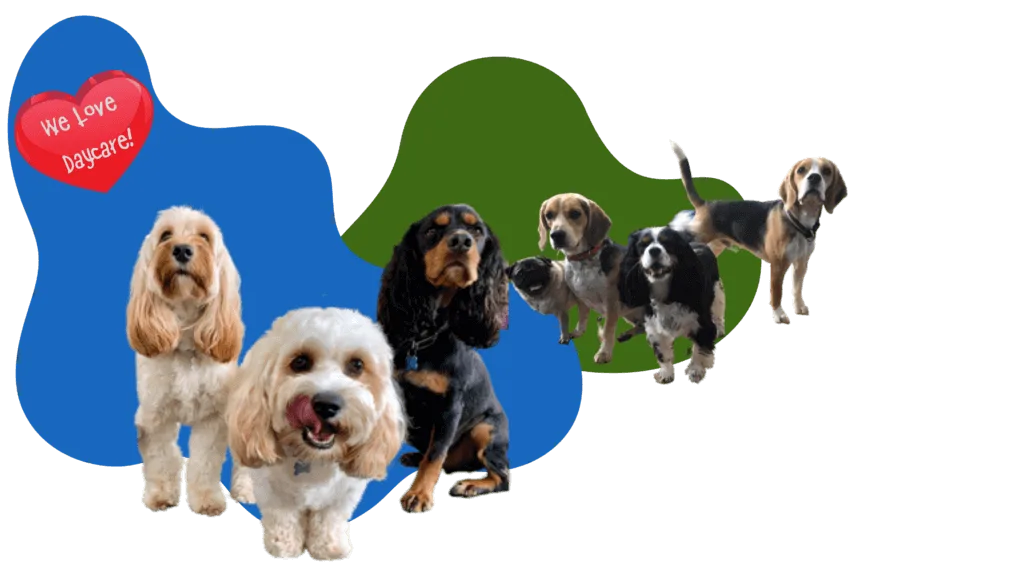 Dog Daycare in Altrincham Manchester Dog Daycare in Altrincham Manchester