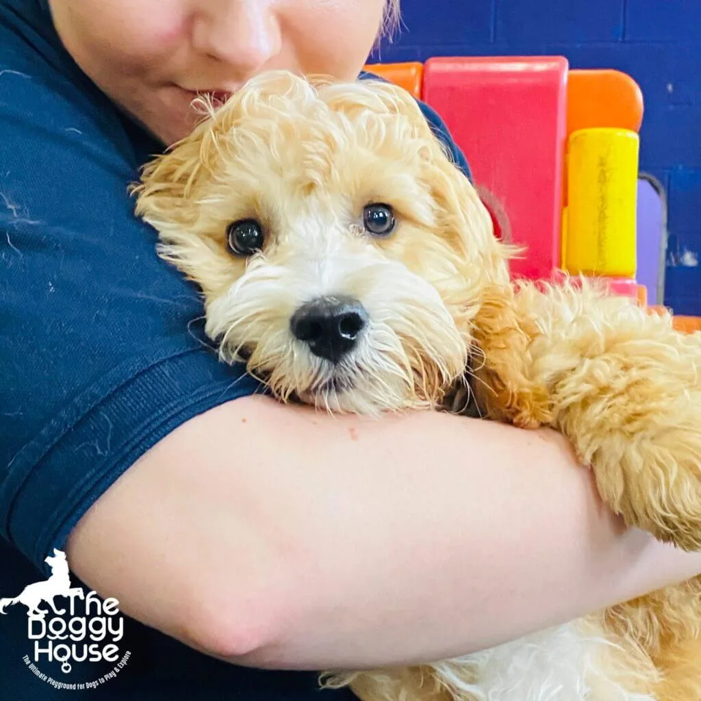 puppy 1 https://thedoggyhouse.co.uk/wp-content/uploads/2020/08/puppy-1--scaled.jpg