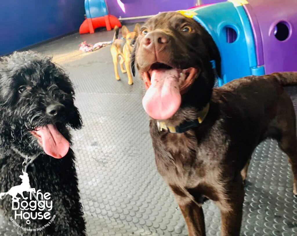 puppy 3 https://thedoggyhouse.co.uk/wp-content/uploads/2020/08/puppy-3-scaled.jpg