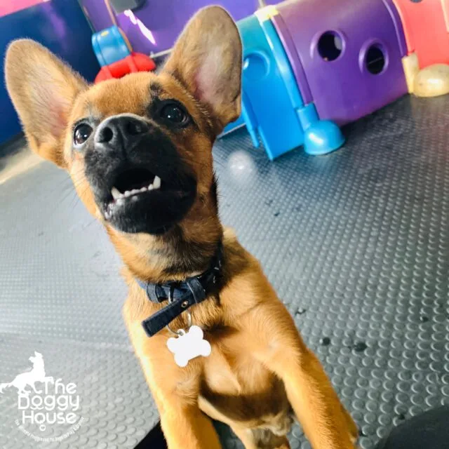 puppy 4 https://thedoggyhouse.co.uk/wp-content/uploads/2020/08/puppy-4-640x640.jpg