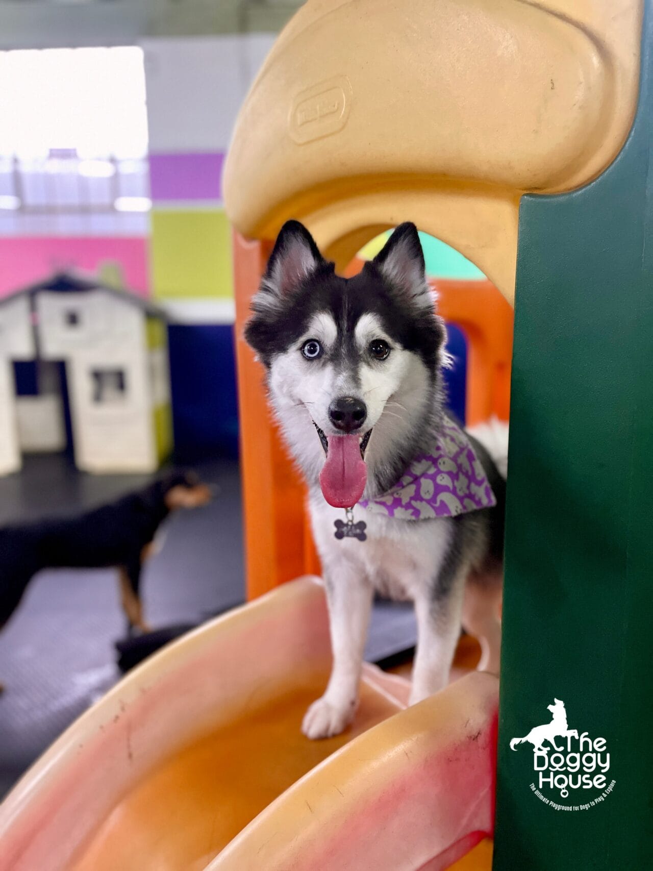 the doggy house dog daycare