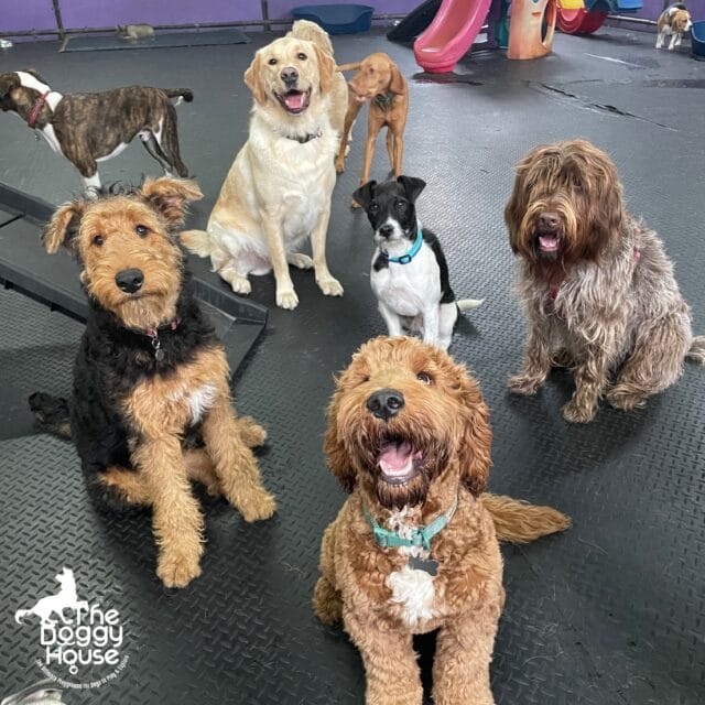 happy dogs doggy daycare manchester timperley altrincham