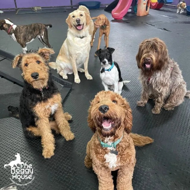 happy dogs doggy daycare manchester timperley altrincham