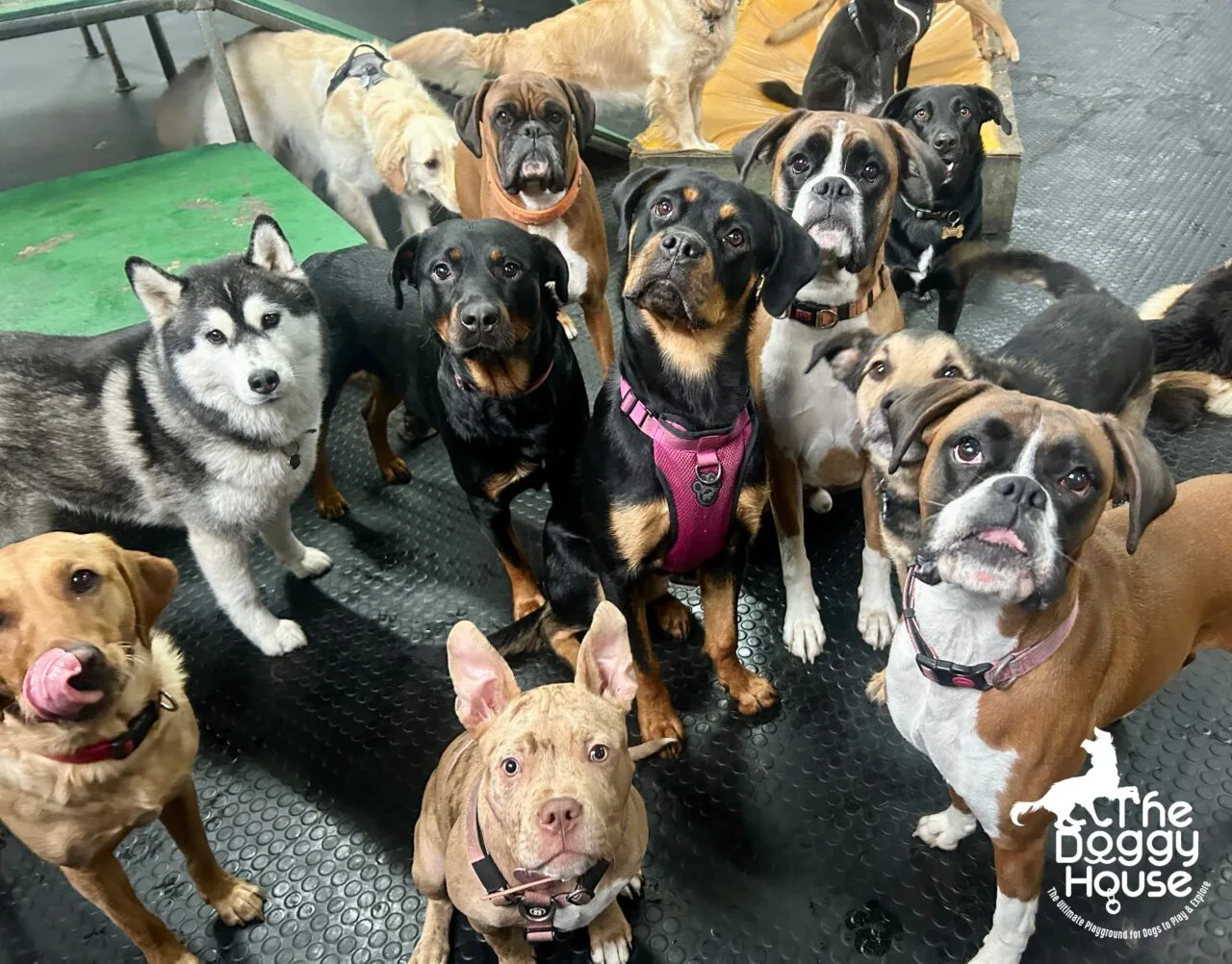 the doggy house the doggy house