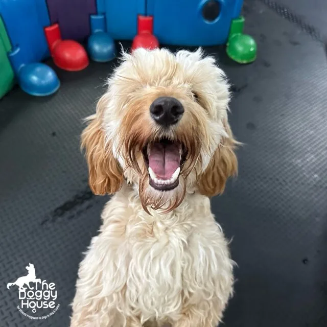 Dog playing with toys inside The Doggy House daycare facility in Manchester.