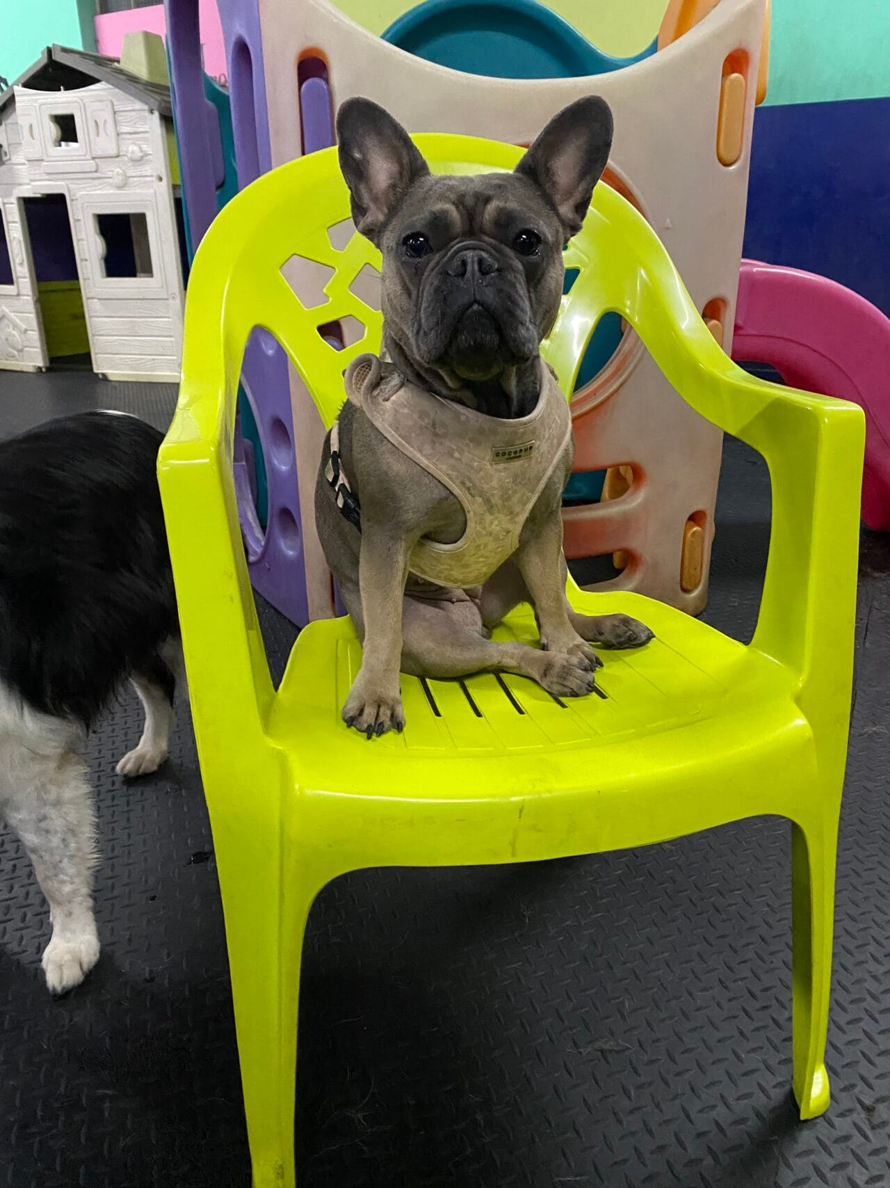 the doggy house manchester