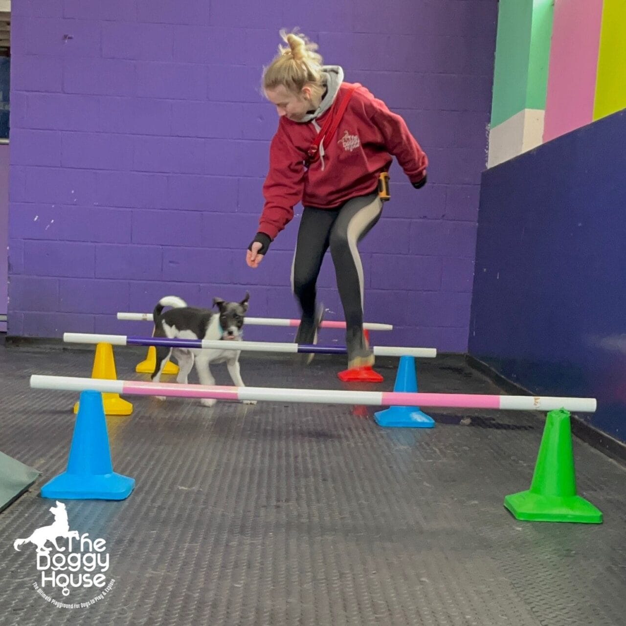 dog daycare activities the doggy house manchester