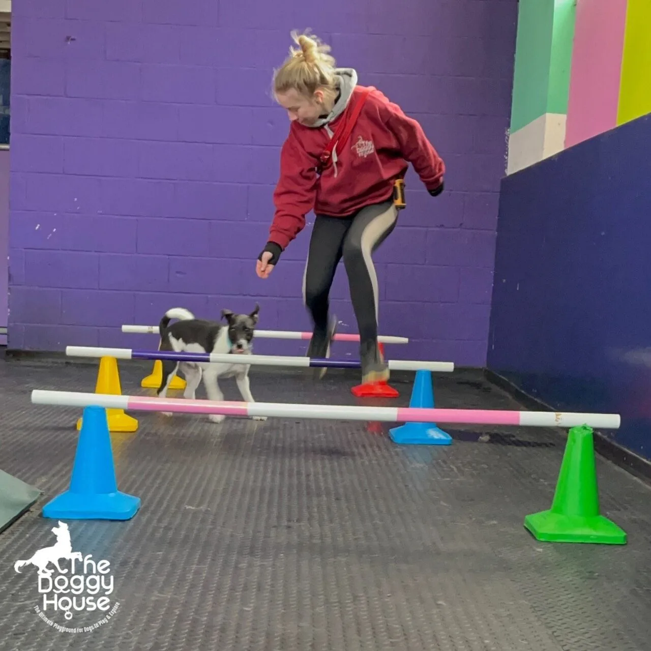 dog daycare activities the doggy house manchester dog daycare activities the doggy house manchester