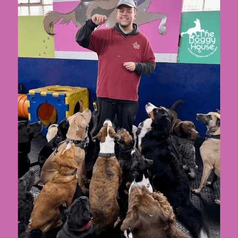 dog group training the doggy house