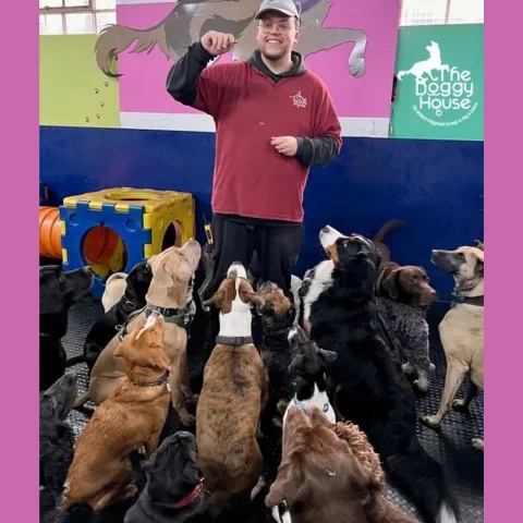 dog group training the doggy house